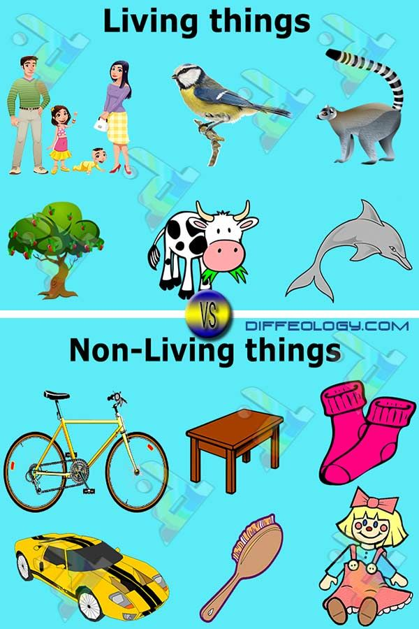 Examples of Non-Living Things