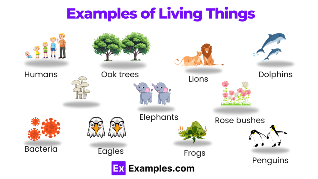 Examples of Living Things