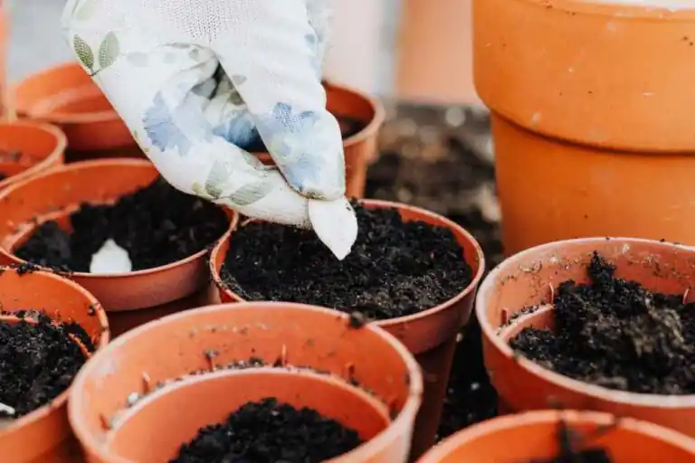 Planting Vegetable Crop Seed