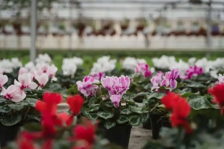 Ornamental Crops