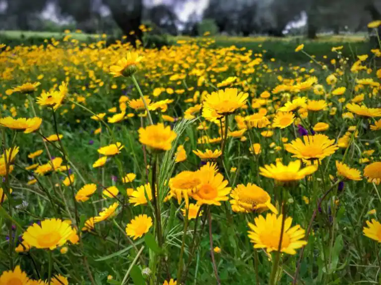 Examples Of Ornamental Crops