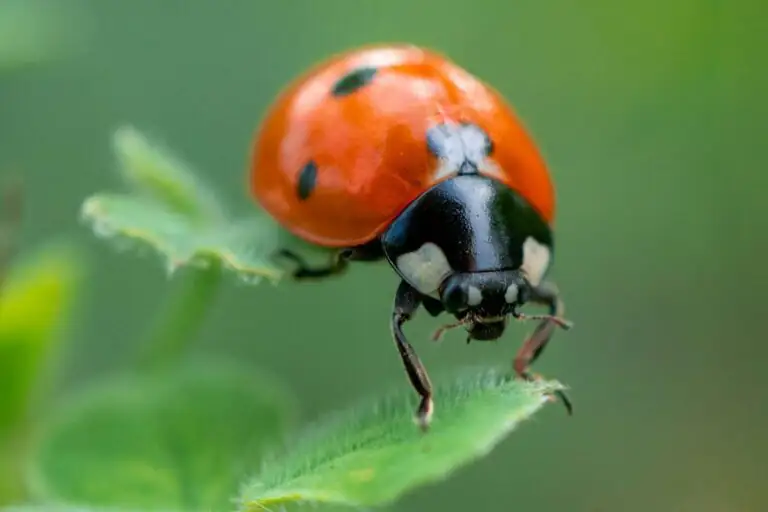 Useful Farm Insects,Examples Of Useful Farm Insects