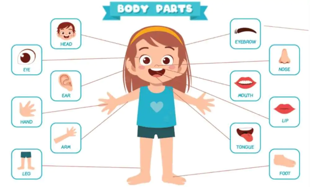 Introduction to Self – Parts of the Body for Nursery 1