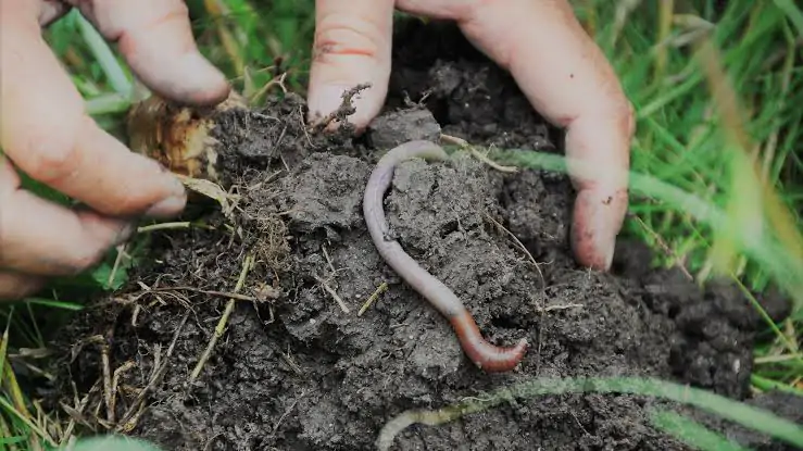 Usefulness Of Earthworms