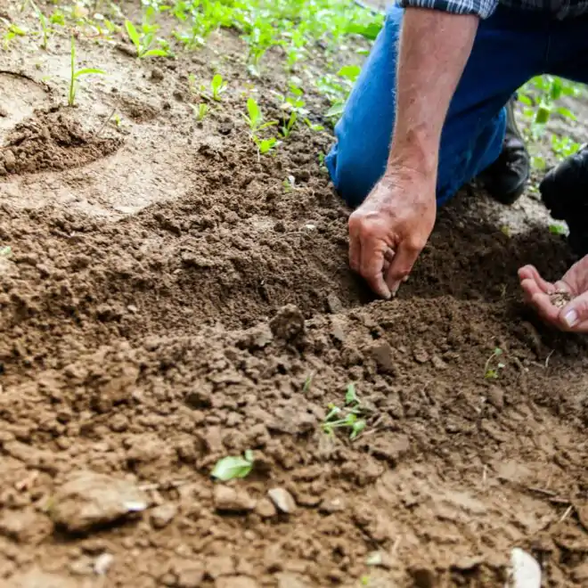 How To Grow Crops; Selection And Transplanting Of Seeds (Primary 5)