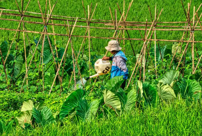 Farmer Watering Crops