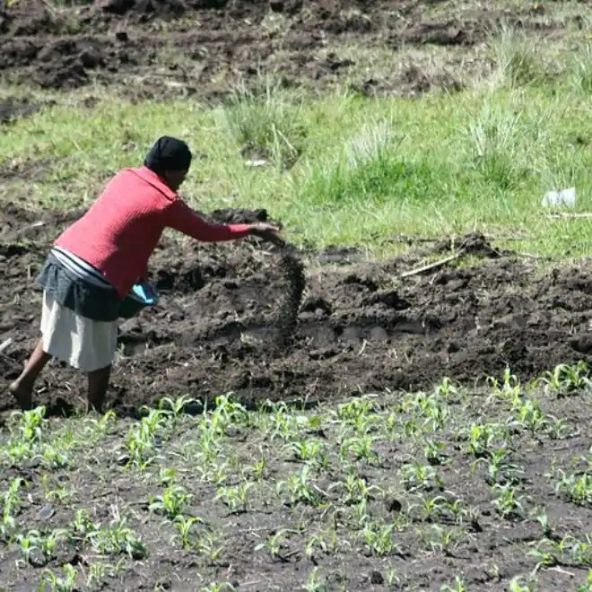 How To Grow Crops; Application Of Fertilizer And Manure (Primary 5)