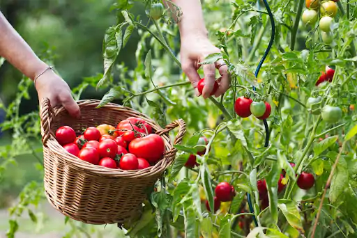 How To Grow Crops; Harvesting Matured Crops (Primary 5)