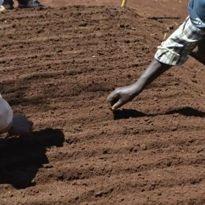 How To Grow Crops; Preparation Of Nursery Beds & Sowing (Primary 5)