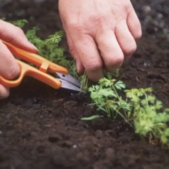 How To Grow Crops; Thinning And Supplying (Primary 5)