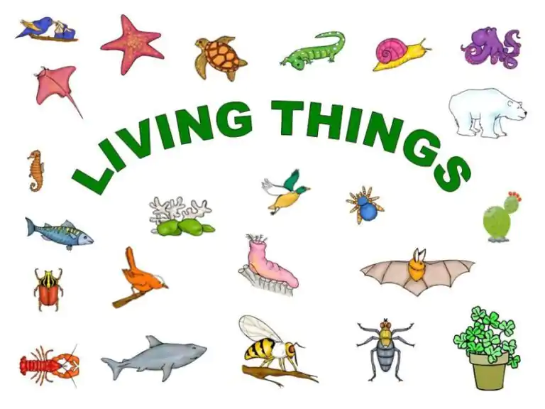 lesson notes on living things