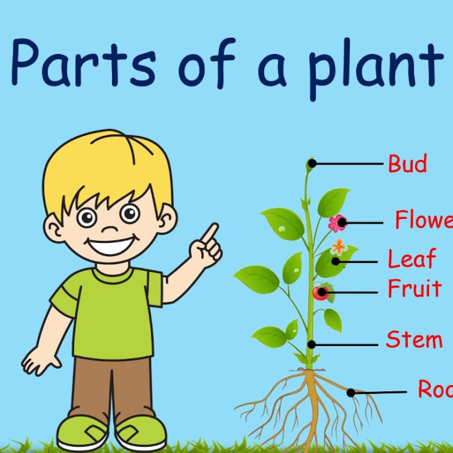 Lesson Note on Plants and Parts of a plant for Nursery 1