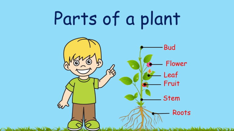 lesson note on Parts of a plant