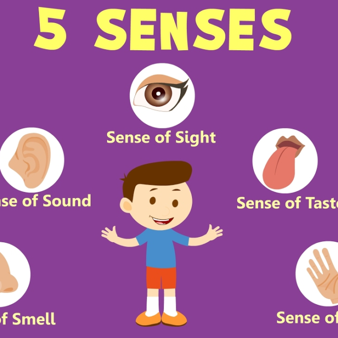 Lesson Note on The Five Sense Organs for Nursery 1