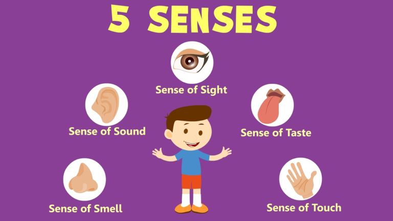 five sense organs and senses