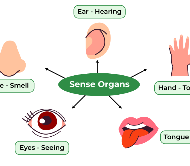 Lesson Note on The Uses Of Sense Organs for Nursery 1