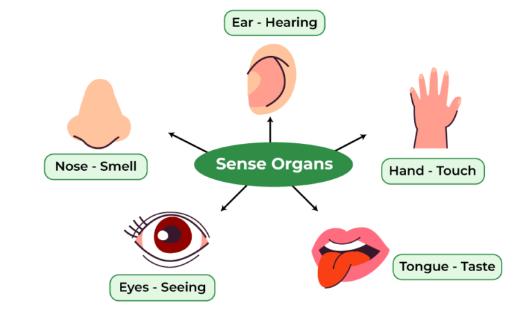 Five senses and Uses Of Sense Organs