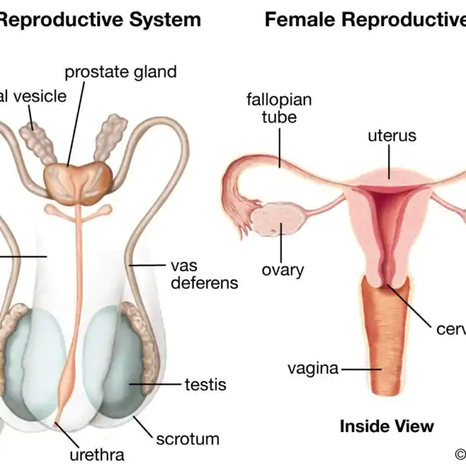 Female Reproductive Organs (Primary 6)